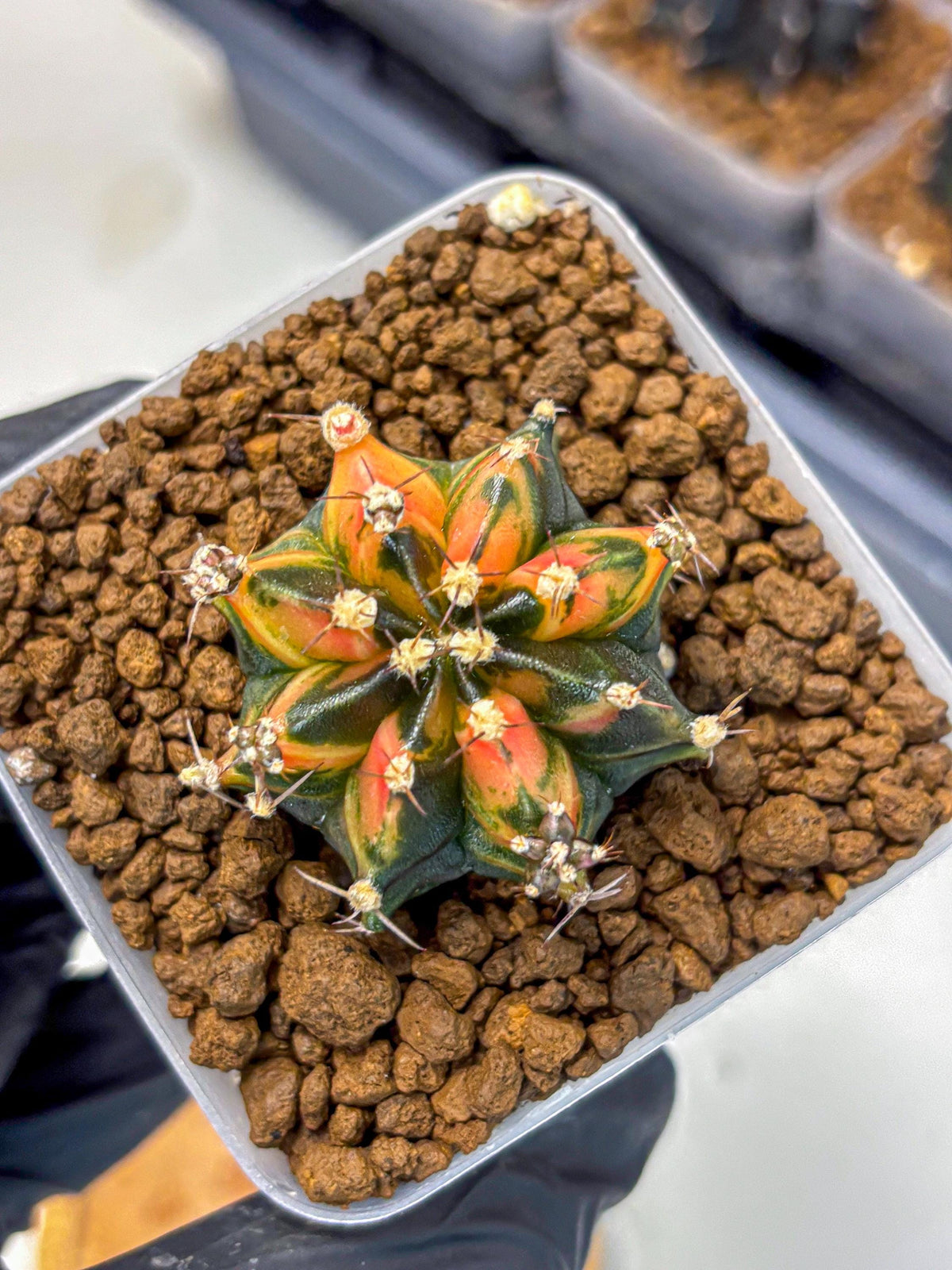 Gymnocalycium Sainampueng (gy13) (8) | Collectable Plant