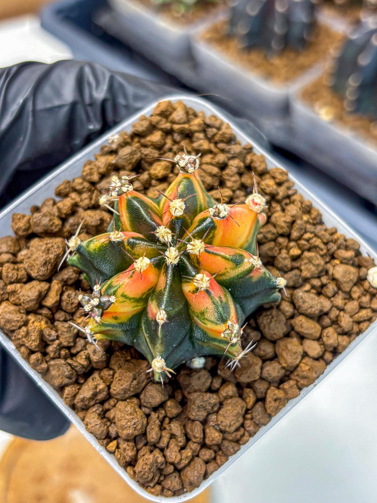 Gymnocalycium Sainampueng (gy13) (8) | Collectable Plant