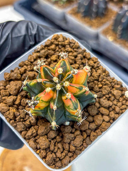Gymnocalycium Sainampueng (gy13) (8) | Collectable Plant
