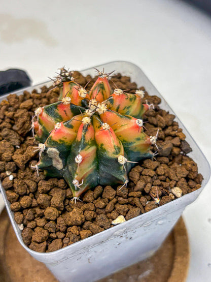 Gymnocalycium Sainampueng (gy13) (9) | Collectable Plant