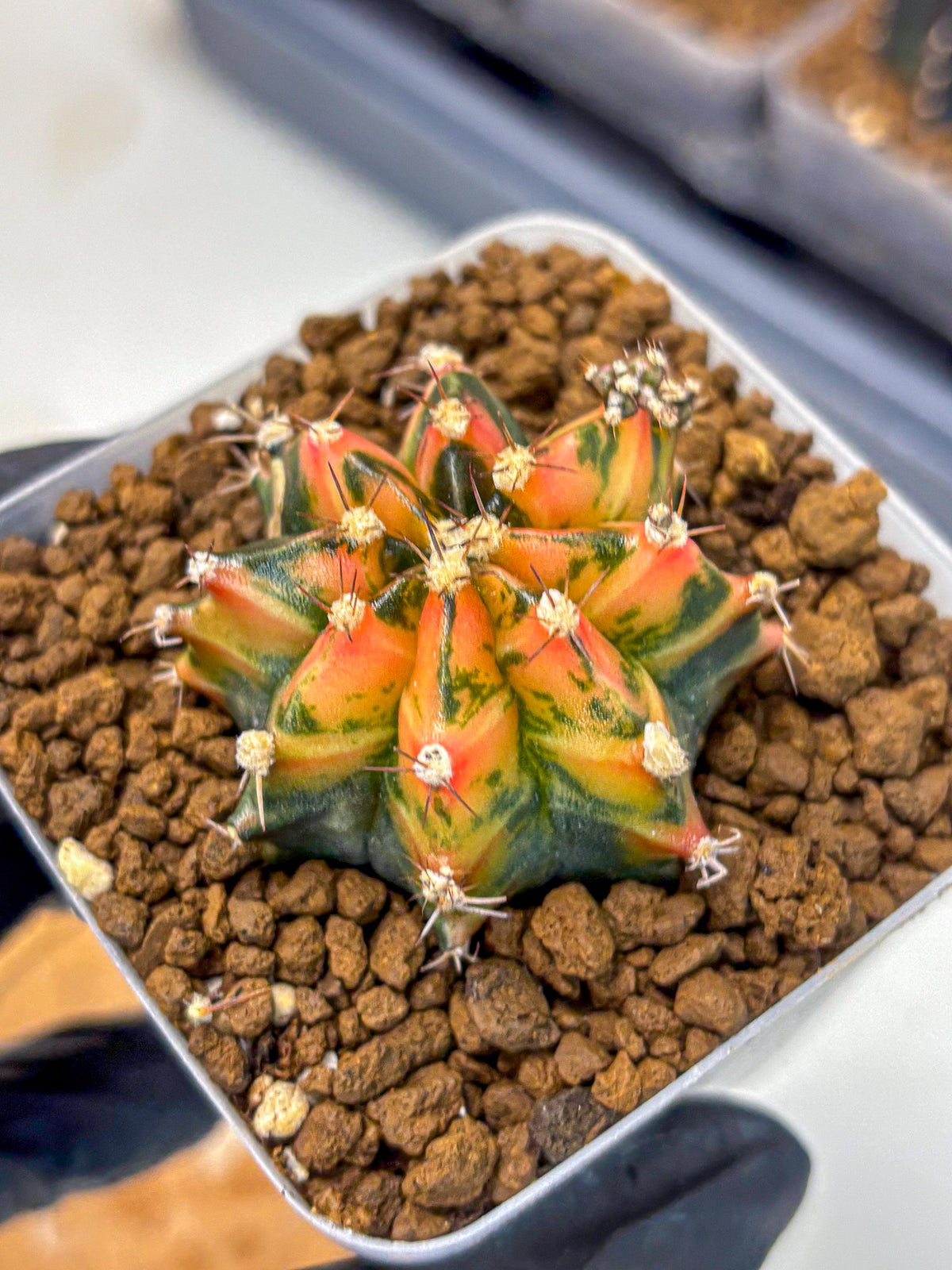 Gymnocalycium Sainampueng (gy13) (9) | Collectable Plant
