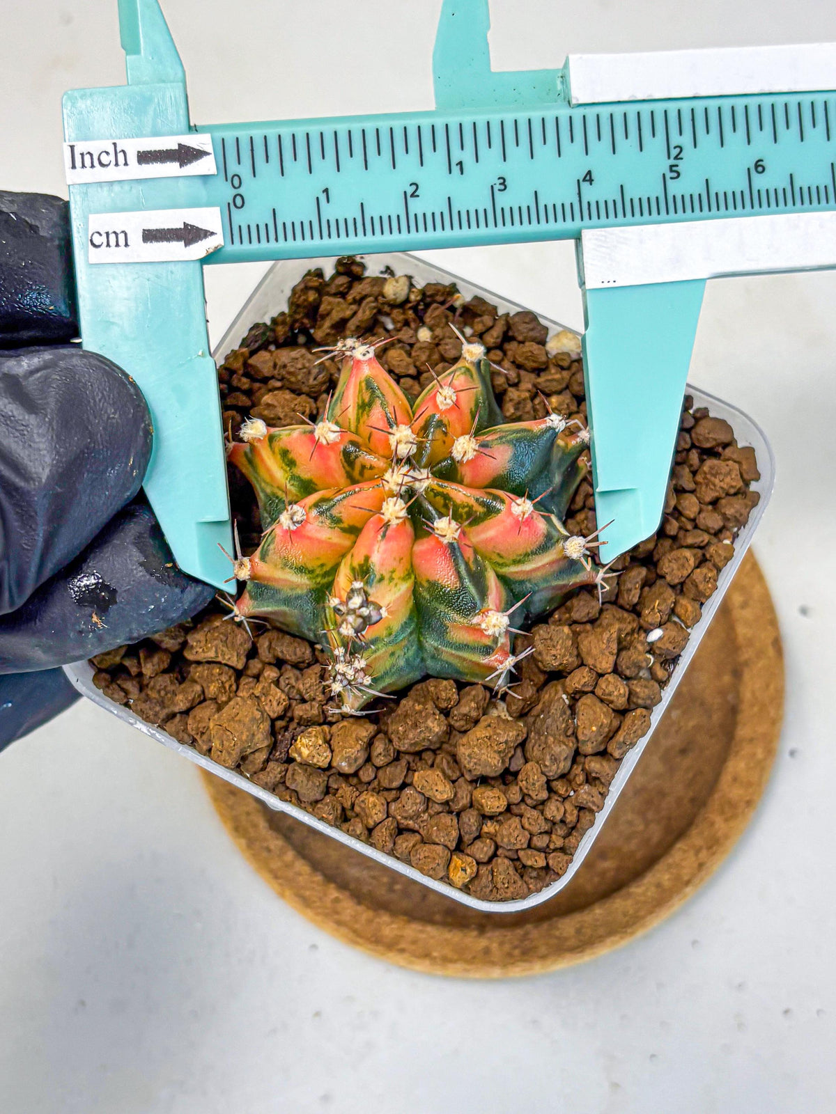 Gymnocalycium Sainampueng (gy13) (9) | Collectable Plant
