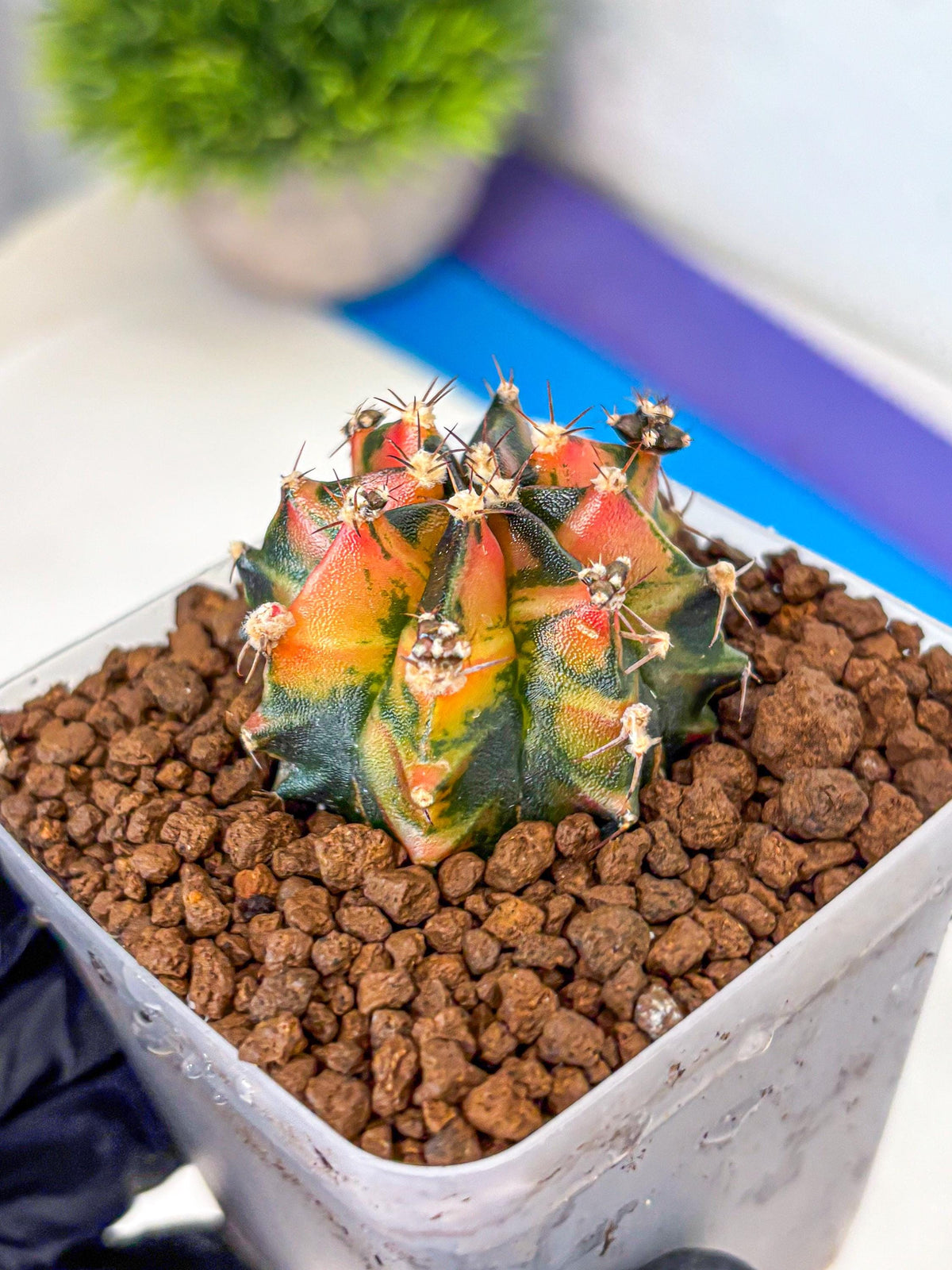 Gymnocalycium Sainampueng (gy13) (8) | Collectable Plant