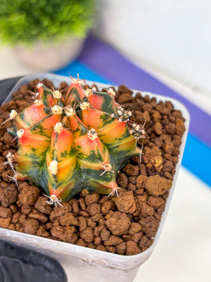 Gymnocalycium Sainampueng (gy13) (9) | Collectable Plant