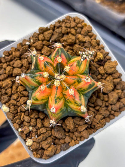 Gymnocalycium Sainampueng (gy13) (9) | Collectable Plant