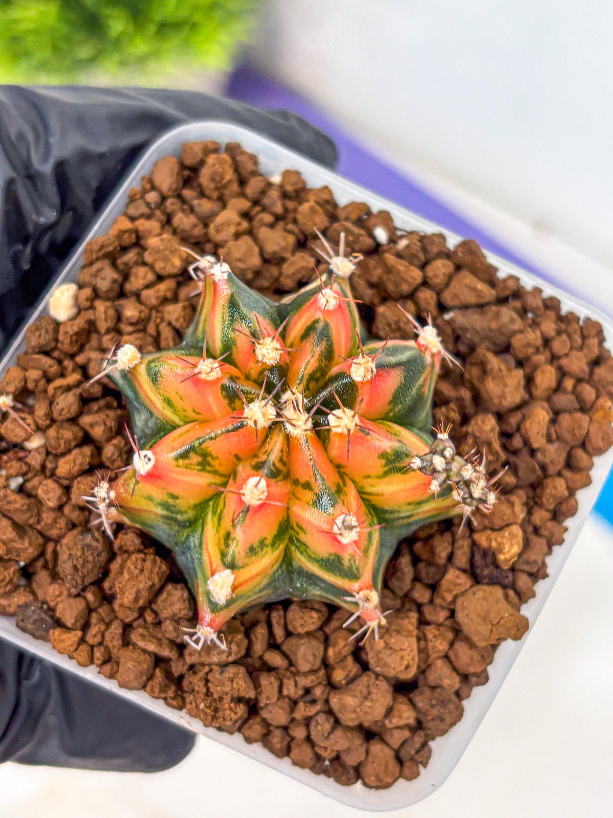 Gymnocalycium Sainampueng (gy13) (9) | Collectable Plant