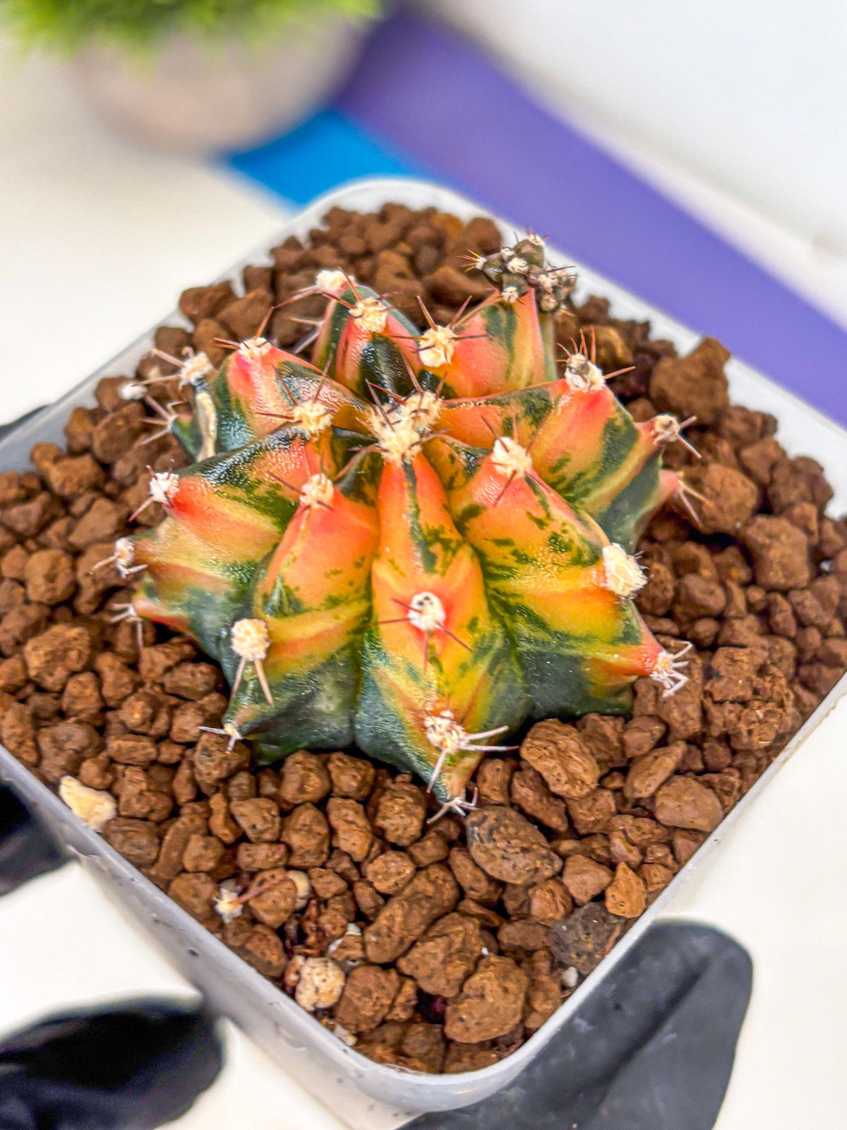 Gymnocalycium Sainampueng (gy13) (9) | Collectable Plant