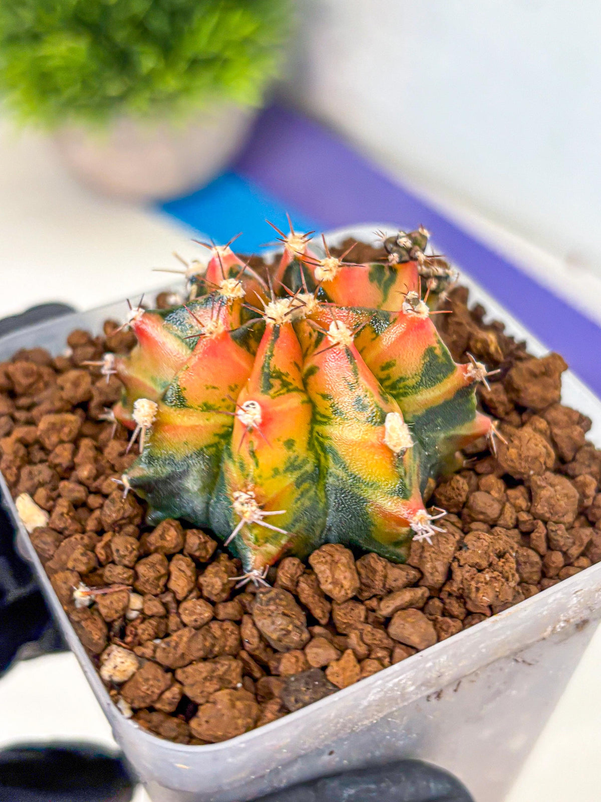 Gymnocalycium Sainampueng (gy13) (9) | Collectable Plant