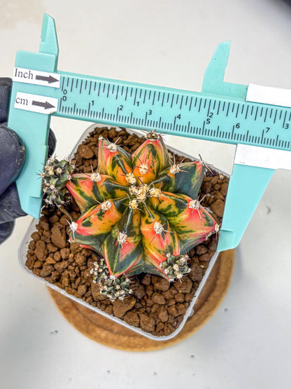 Gymnocalycium Sainampueng (gy13) (10) | Collectable Plant