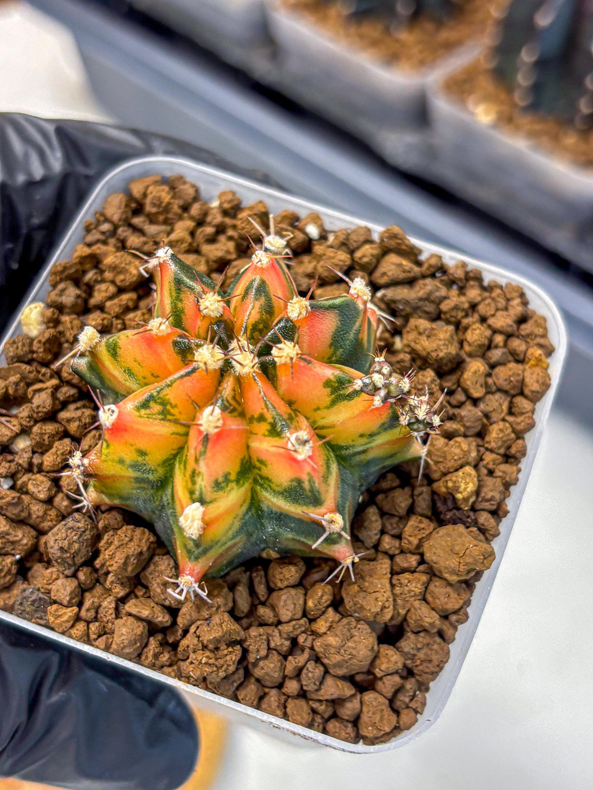 Gymnocalycium Sainampueng (gy13) (9) | Collectable Plant
