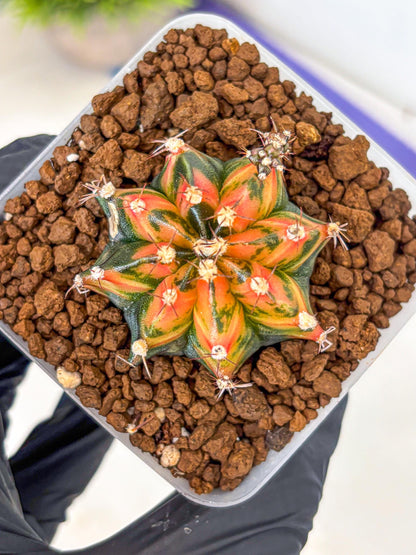 Gymnocalycium Sainampueng (gy13) (9) | Collectable Plant