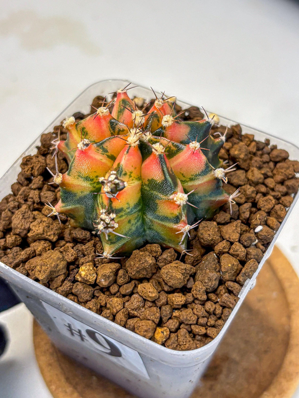 Gymnocalycium Sainampueng (gy13) (9) | Collectable Plant