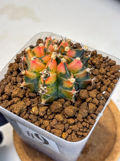 Gymnocalycium Sainampueng (gy13) (9) | Collectable Plant