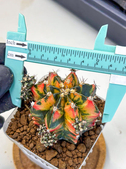 Gymnocalycium Sainampueng (gy13) (10) | Collectable Plant