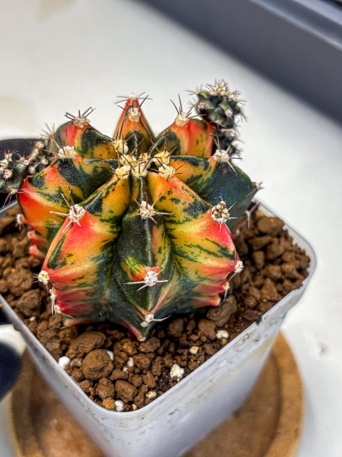 Gymnocalycium Sainampueng (gy13) (10) | Collectable Plant