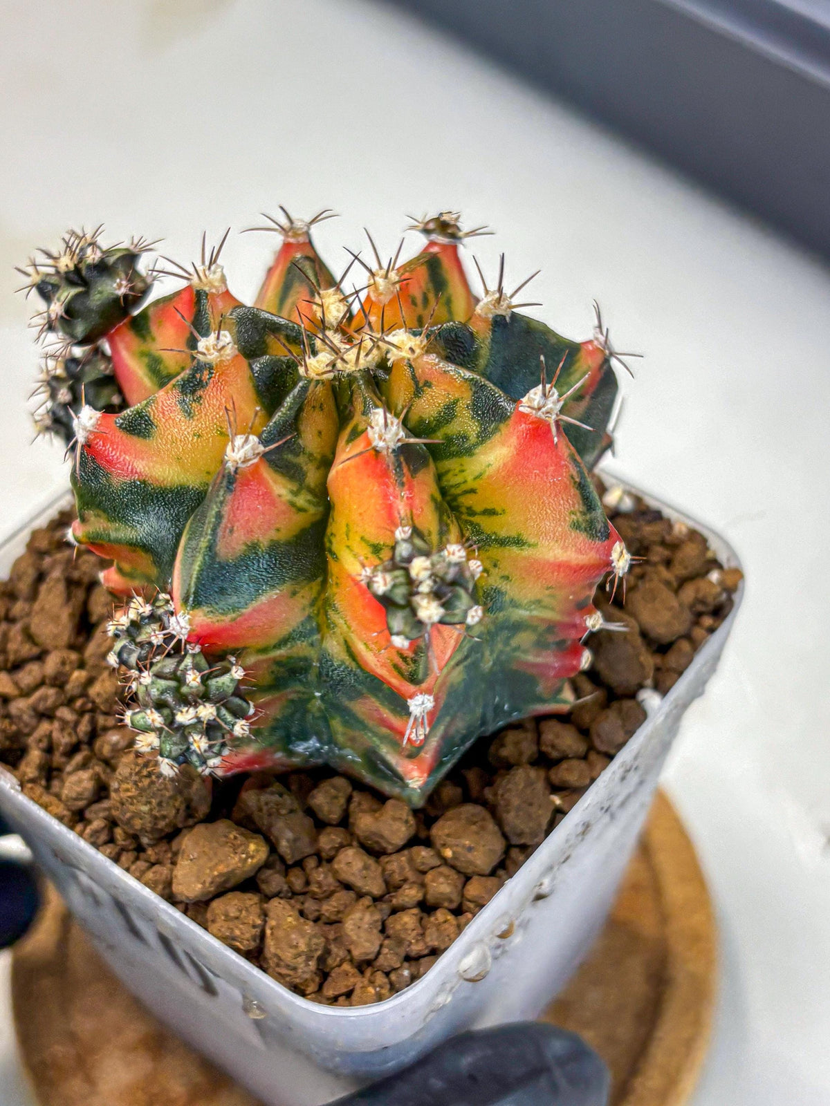 Gymnocalycium Sainampueng (gy13) (10) | Collectable Plant