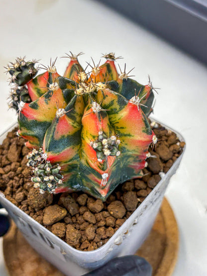 Gymnocalycium Sainampueng (gy13) (10) | Collectable Plant
