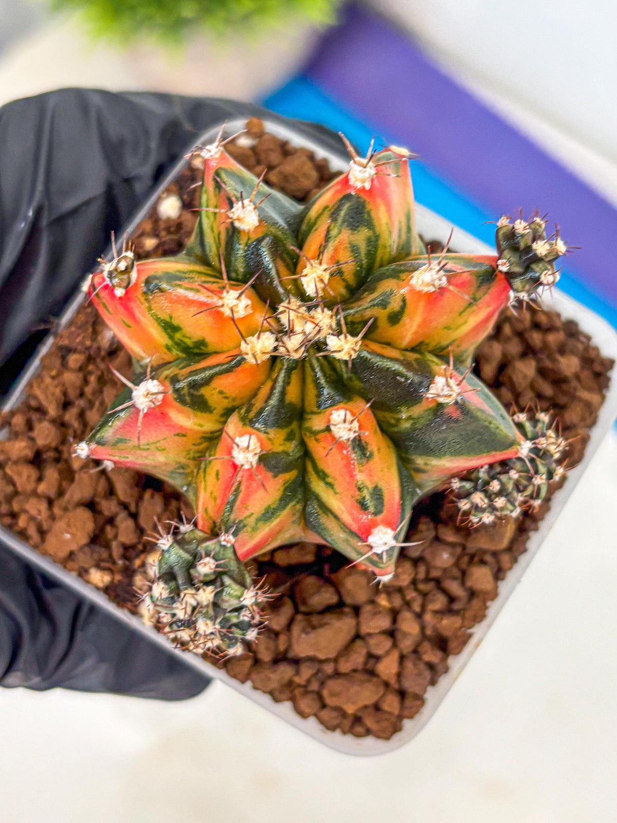 Gymnocalycium Sainampueng (gy13) (10) | Collectable Plant