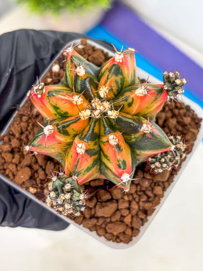 Gymnocalycium Sainampueng (gy13) (10) | Collectable Plant