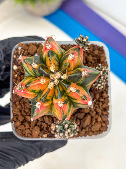 Gymnocalycium Sainampueng (gy13) (10) | Collectable Plant