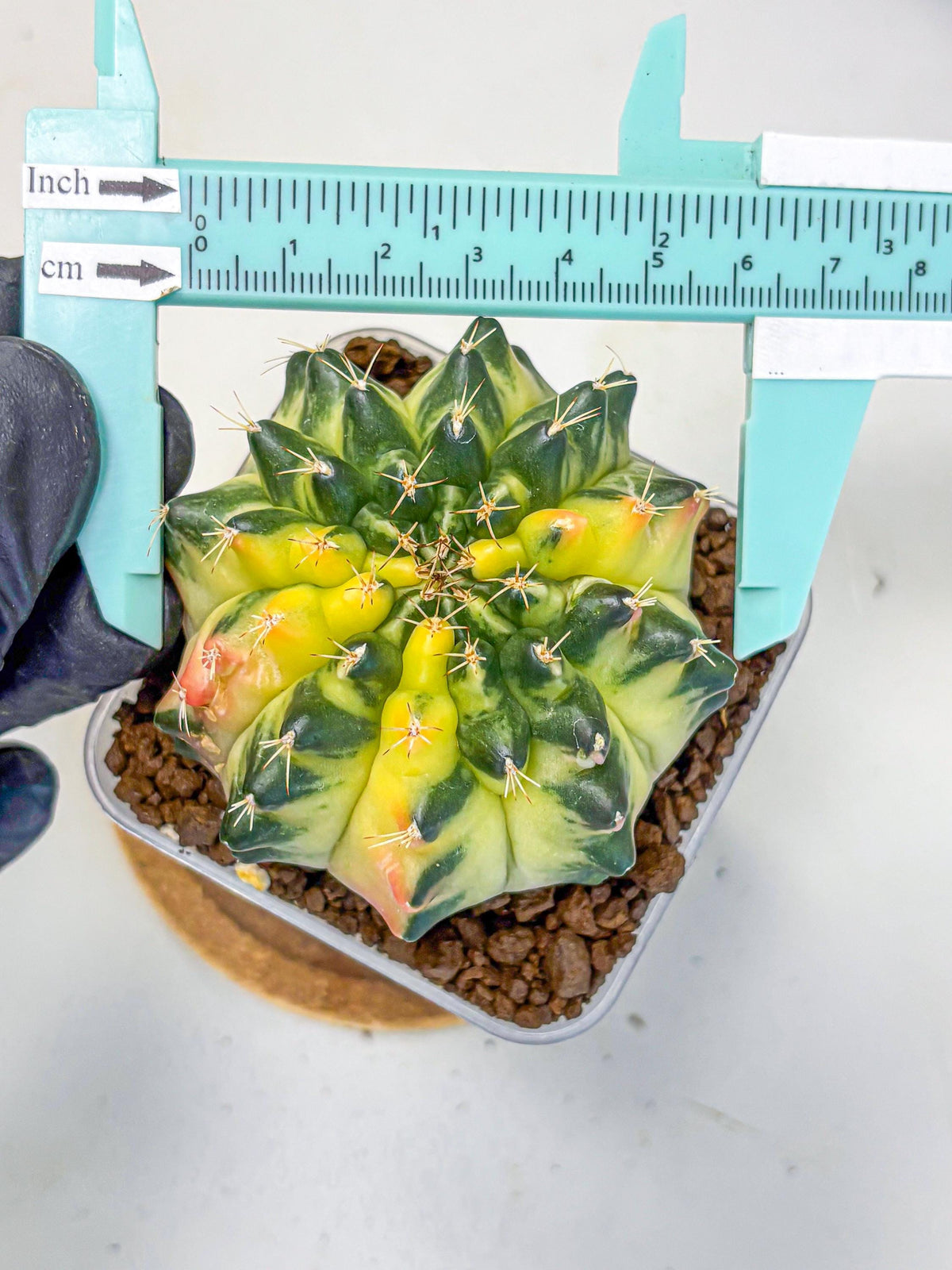 Gymnocalycium Emerald Kiss (gy13) (14) | Collectable Plant