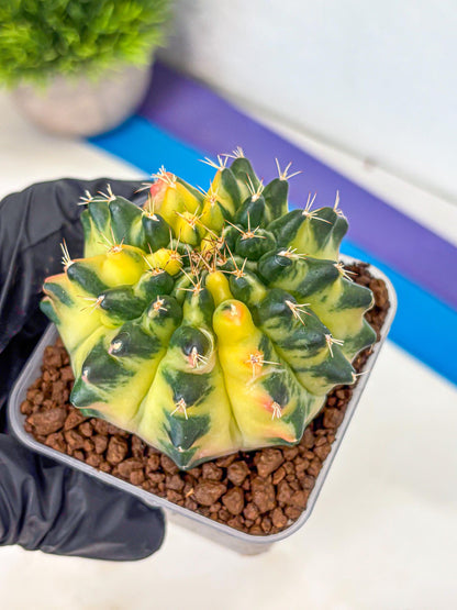 Gymnocalycium Emerald Kiss (gy13) (14) | Collectable Plant
