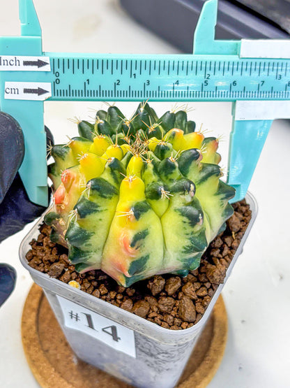 Gymnocalycium Emerald Kiss (gy13) (14) | Collectable Plant