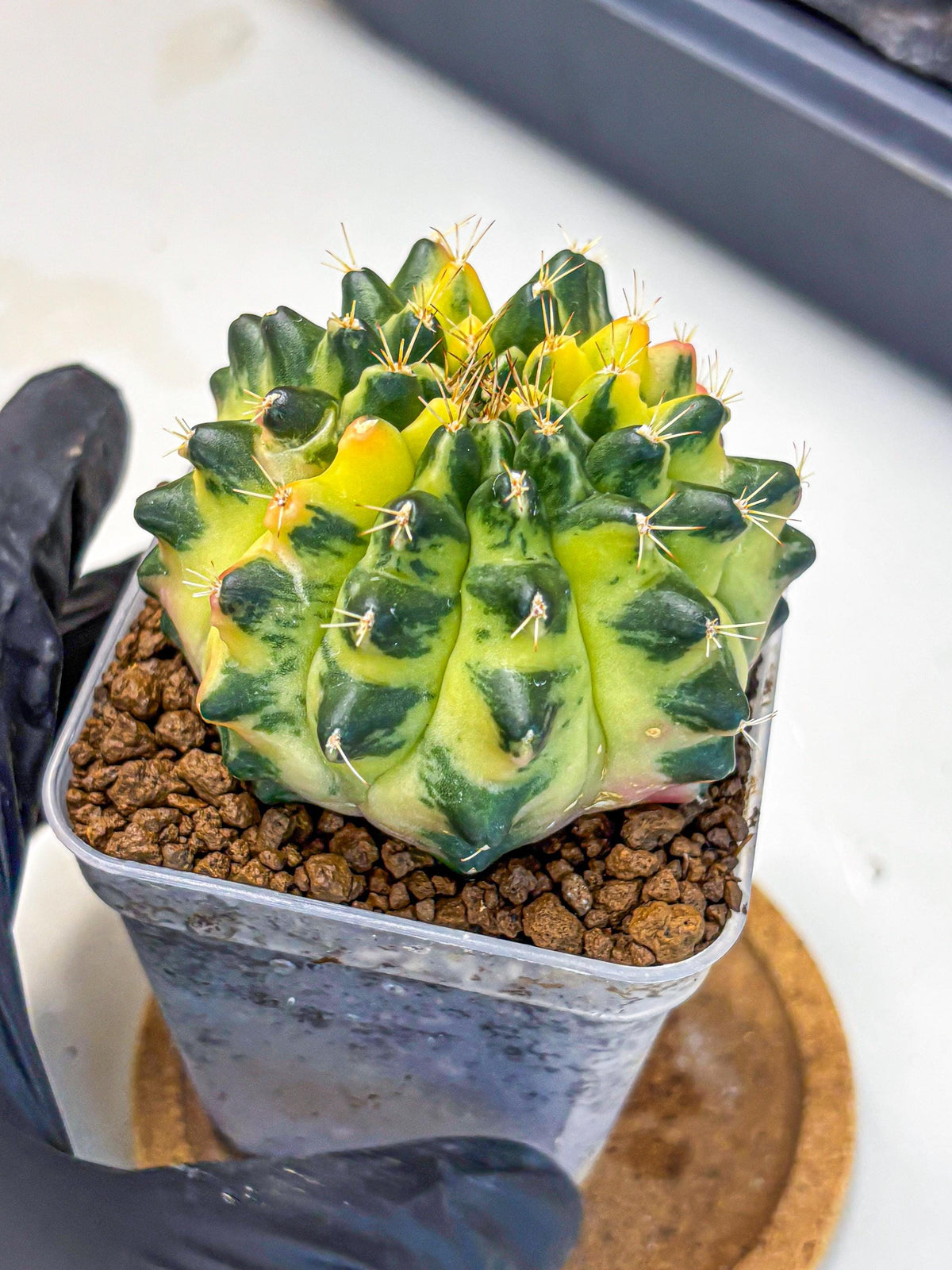 Gymnocalycium Emerald Kiss (gy13) (14) | Collectable Plant