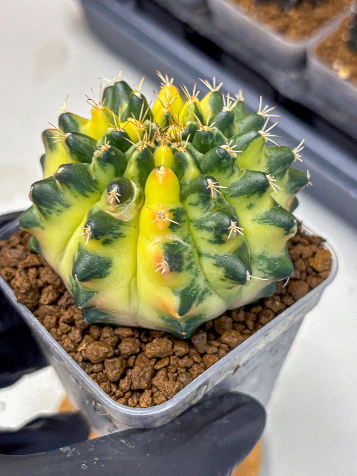 Gymnocalycium Emerald Kiss (gy13) (14) | Collectable Plant