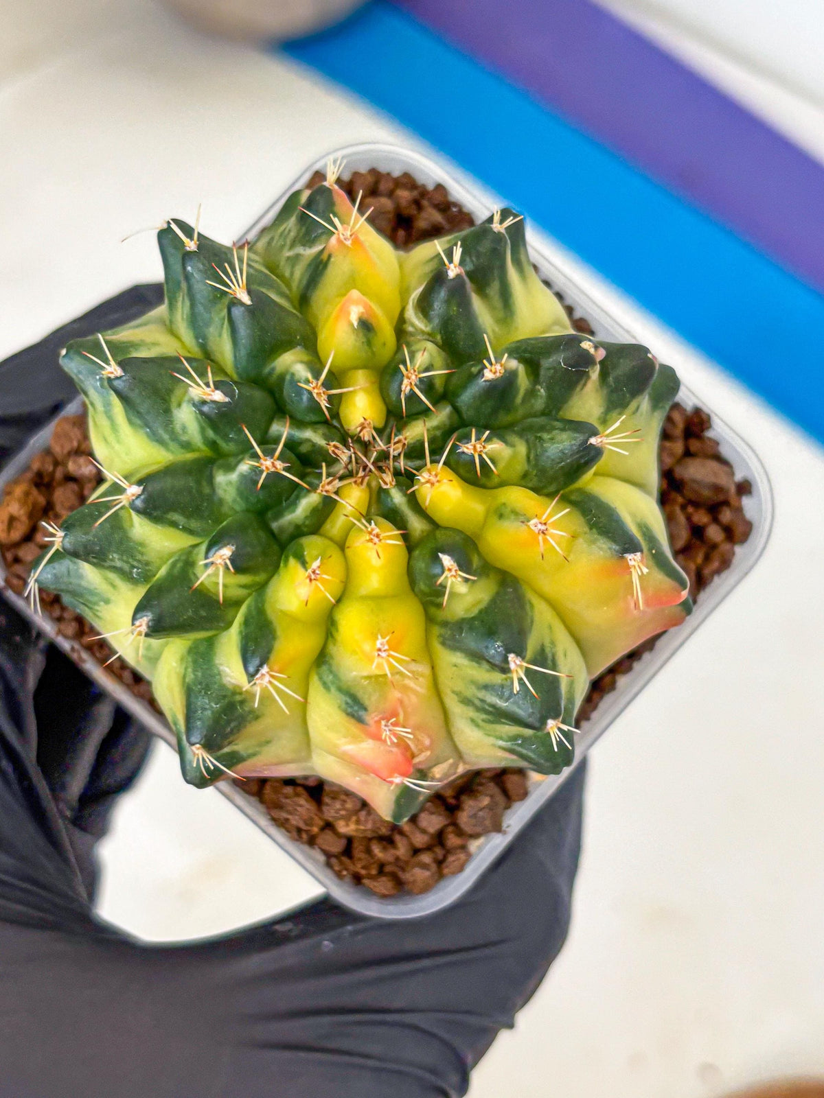 Gymnocalycium Emerald Kiss (gy13) (14) | Collectable Plant