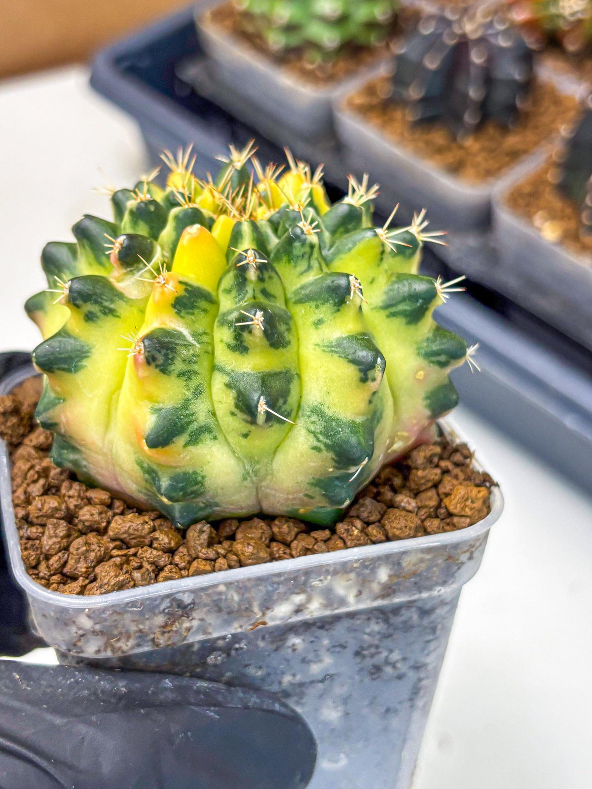 Gymnocalycium Emerald Kiss (gy13) (14) | Collectable Plant