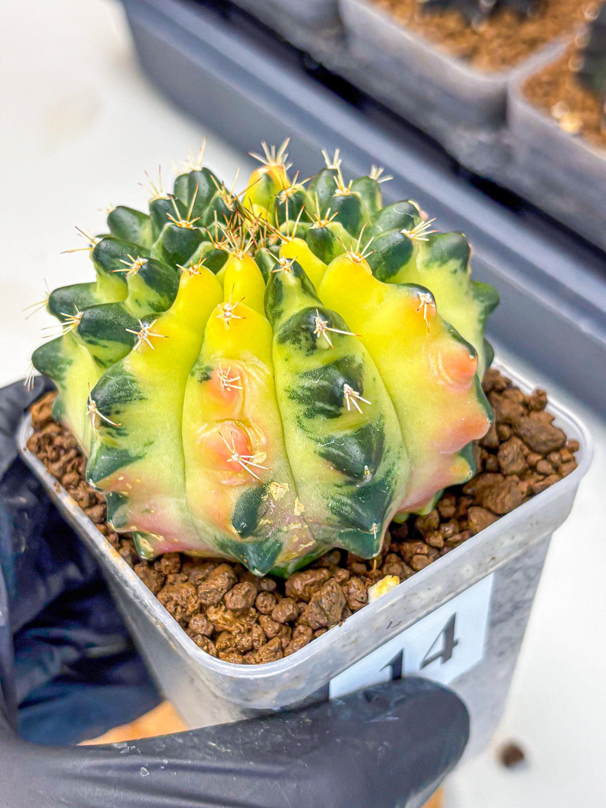 Gymnocalycium Emerald Kiss (gy13) (14) | Collectable Plant