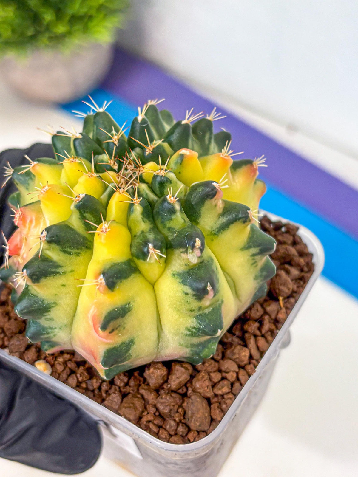 Gymnocalycium Emerald Kiss (gy13) (14) | Collectable Plant