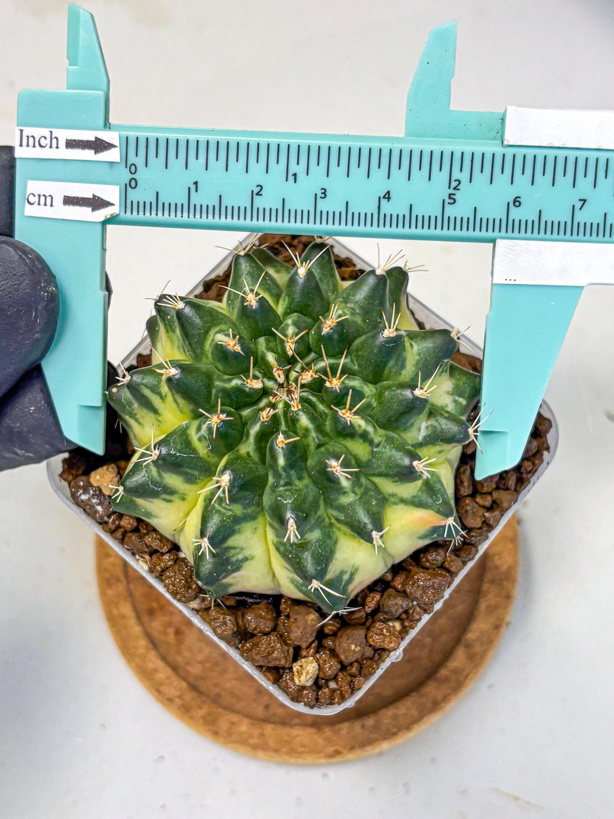 Gymnocalycium Emerald Kiss (gy13) (15) | Collectable Plant
