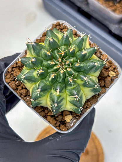 Gymnocalycium Emerald Kiss (gy13) (15) | Collectable Plant