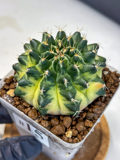 Gymnocalycium Emerald Kiss (gy13) (15) | Collectable Plant