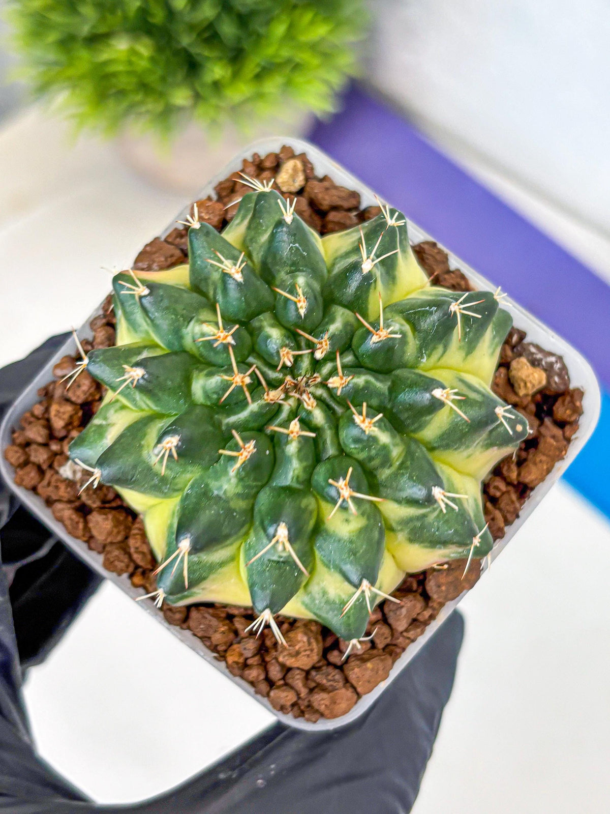 Gymnocalycium Emerald Kiss (gy13) (15) | Collectable Plant