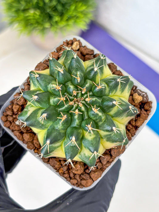 Gymnocalycium Emerald Kiss (gy13) (15) | Collectable Plant