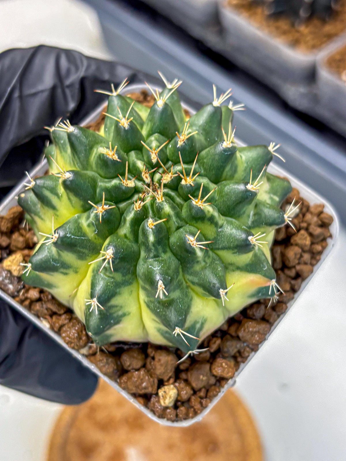 Gymnocalycium Emerald Kiss (gy13) (15) | Collectable Plant
