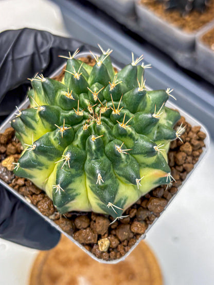 Gymnocalycium Emerald Kiss (gy13) (15) | Collectable Plant