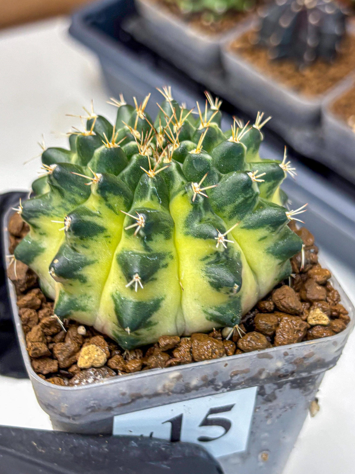 Gymnocalycium Emerald Kiss (gy13) (15) | Collectable Plant