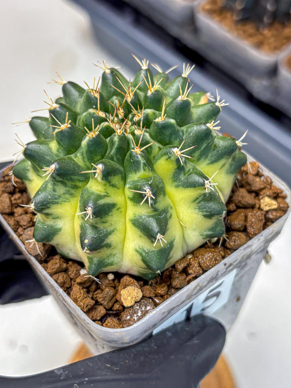 Gymnocalycium Emerald Kiss (gy13) (15) | Collectable Plant