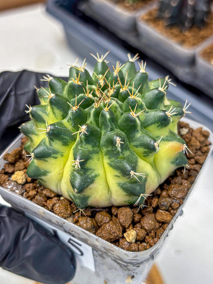 Gymnocalycium Emerald Kiss (gy13) (15) | Collectable Plant