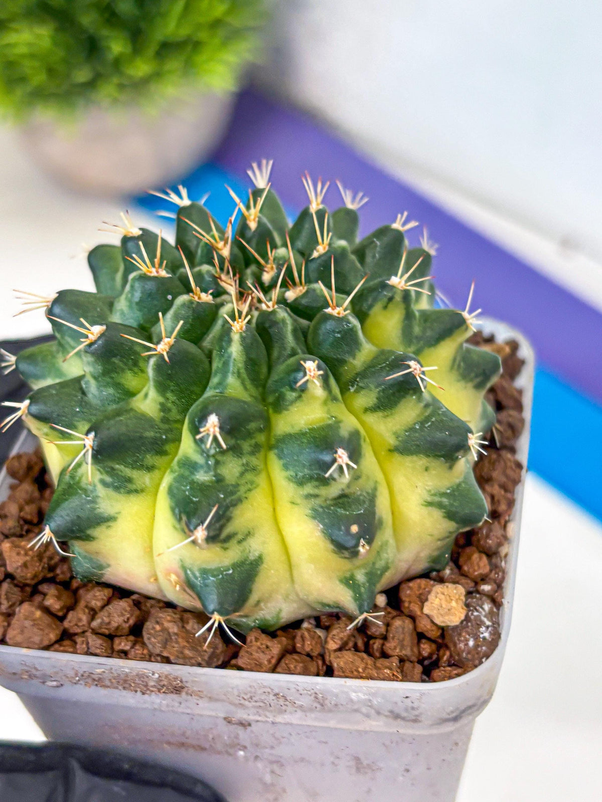 Gymnocalycium Emerald Kiss (gy13) (15) | Collectable Plant