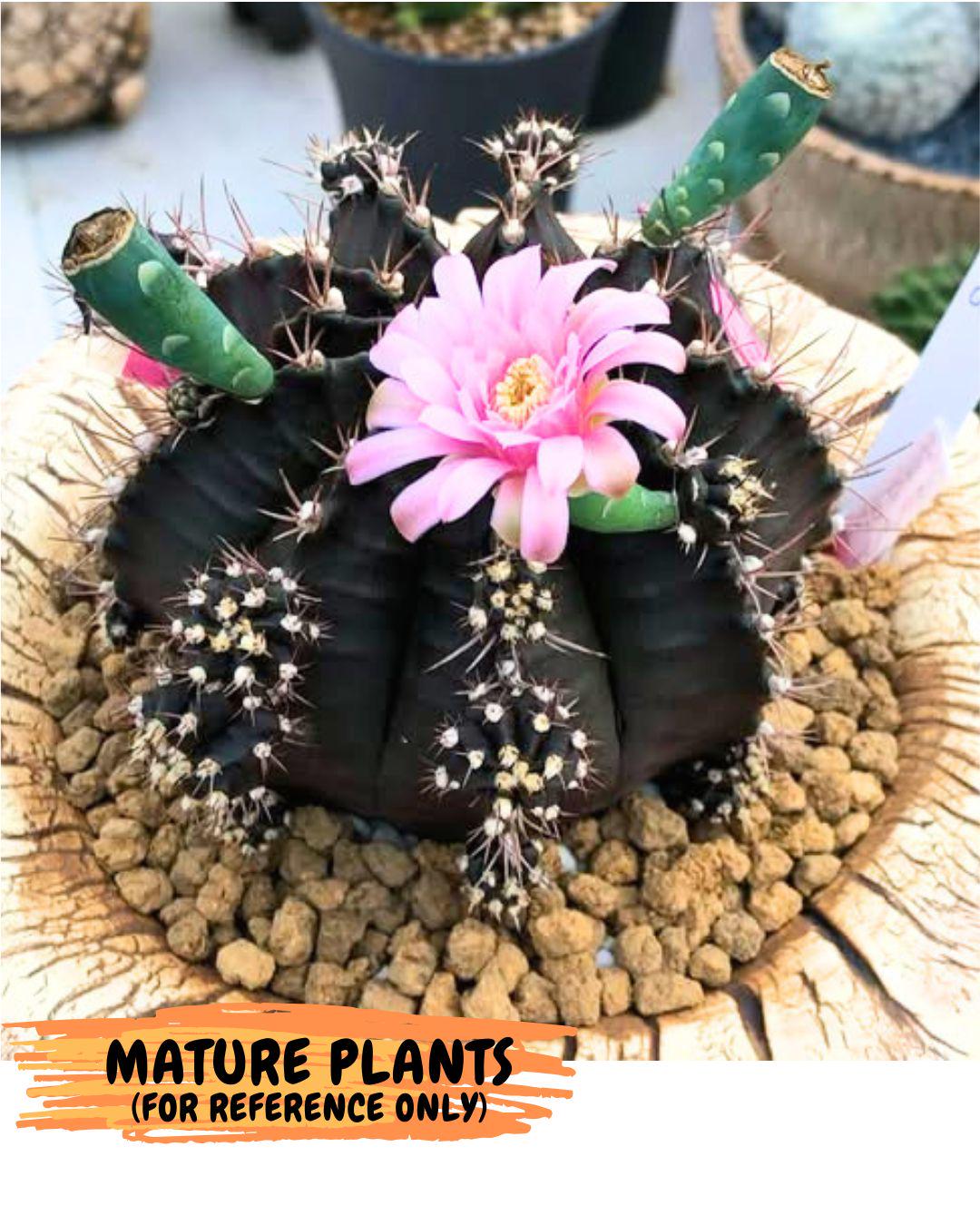 Gymnocalycium Black Widow (gy13) (16) | Collectable Plant