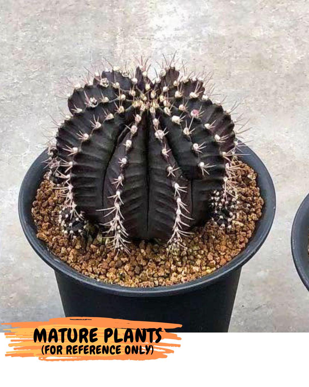 Gymnocalycium Black Widow (gy13) (16) | Collectable Plant