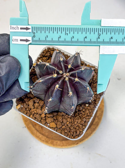 Gymnocalycium Black Widow (gy13) (16) | Collectable Plant