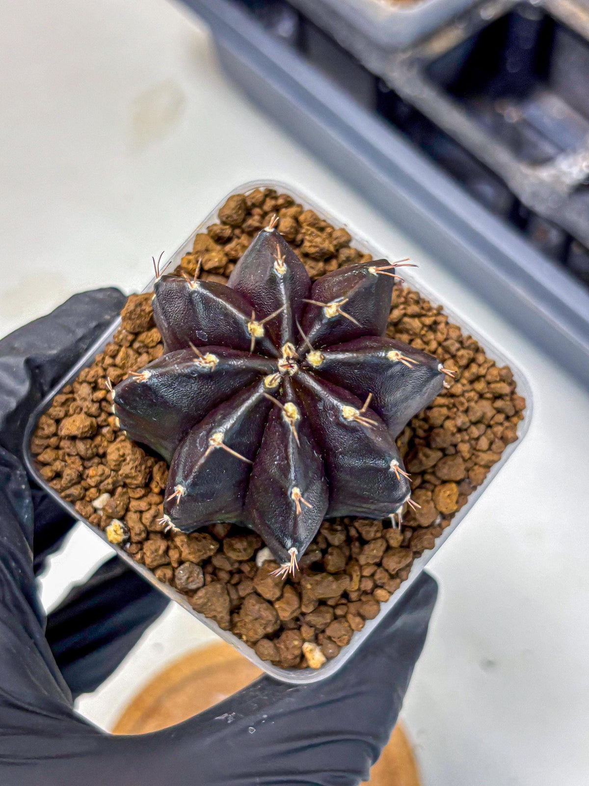 Gymnocalycium Black Widow (gy13) (16) | Collectable Plant