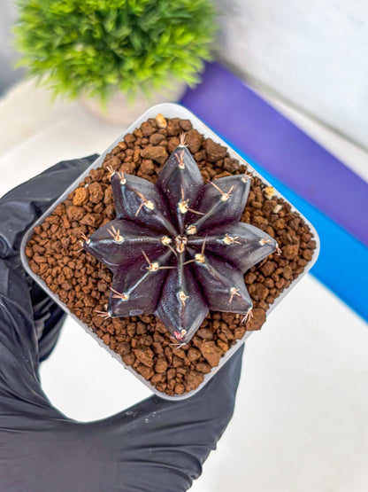 Gymnocalycium Black Widow (gy13) (16) | Collectable Plant