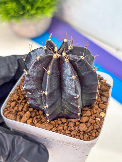 Gymnocalycium Black Widow (gy13) (16) | Collectable Plant